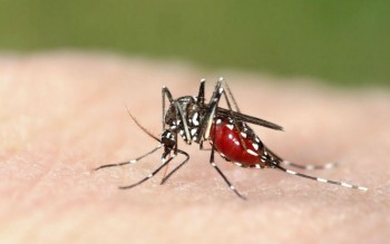 3 more die of dengue in Dhaka, Barishal
