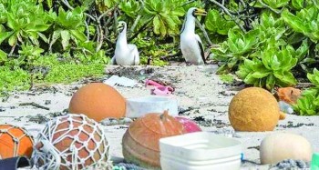 Plastic junk spawns desert island disaster
