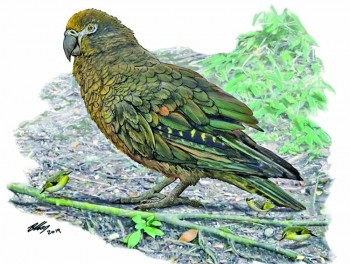 Evidence of 'Herculean' parrot found in NZ