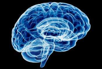 Brain study probes molecular origins of anxiety