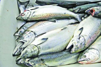 California king salmon rebounds after drought