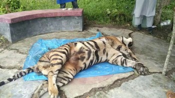 Sundarbans tigress wasn’t killed by poachers: Investigators