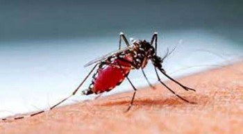 Two die of dengue in Mymensingh, Khulna