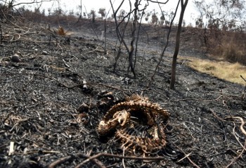 More than 2 million animals perish in Bolivia wildfires