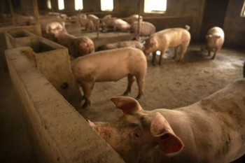 East Timor reports African swine fever outbreaks
