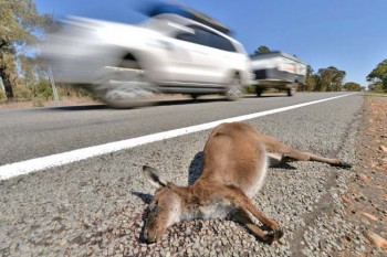 Australian 'deliberately' mowed down, killed 20 kangaroos