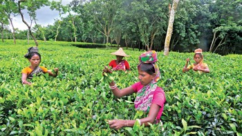 Tea production surges on favourable weather