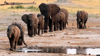 55 elephants die of starvation in Zimbabwe