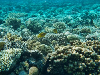 Marine life under threat from loss of oxygen levels