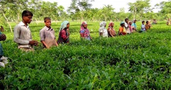 Panchagarh all set to see record high tea production