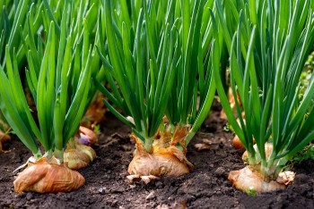 Onion cultivation continues following lucrative price