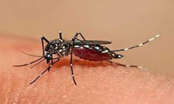 2 dengue patients reported in a day