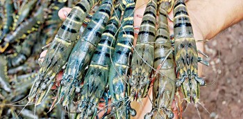Shrimp farmers in no-win situation