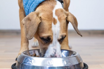 Raw dog food contains drug resistant bacteria, study finds