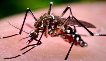 Dengue: Combing procedure against mosquitoes from Saturday
