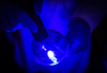 Blue light could be the key to defeating MRSA