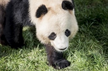 Panda escapes confinement, tours Denmark zoo