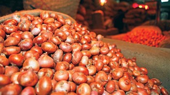 Onion prices hold steady