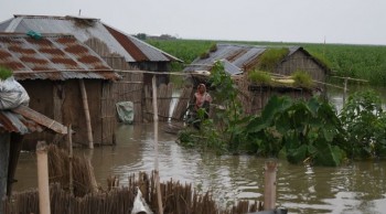 Hundreds of homes, crop lands flooded in Bogura, Gaibandha chars