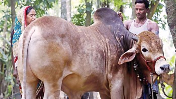 Online cattle sales poised to level up for pandemic this Eid
