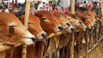 Govt urged never to allow cattle markets found in four cities including Dhaka