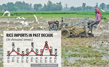 Rice imports drop to four-decade low