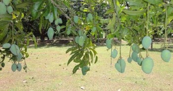 Bangladesh begins mango export to Switzerland