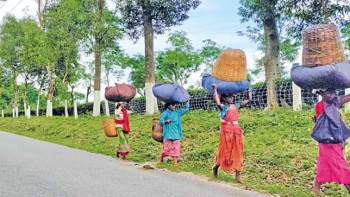 Pandemic delays minimal wage for tea, jute mill workers