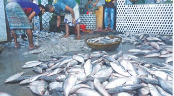 Hilsa catching starts in Bay of Bengal after 65 days of ban