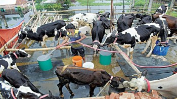 Self-sufficiency in cattle thanks to fattening ops