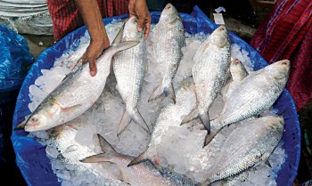 Bangladesh to export 1,475 tonnes of hilsa to India for Durga Puja