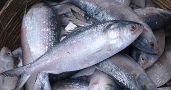 First of all consignment of hilsa delivered to India
