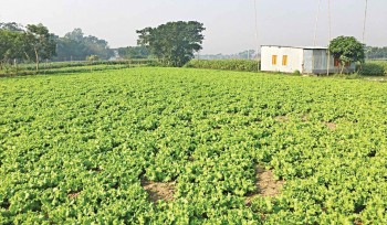 Demand for high-value crops tumbles