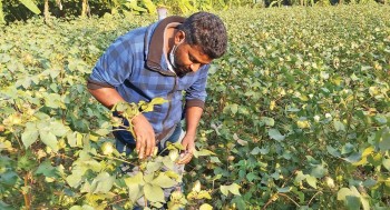 Cotton import grows despite pandemic