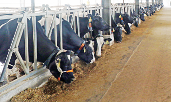 Bangladesh gets its 1st fully-automated dairy farm