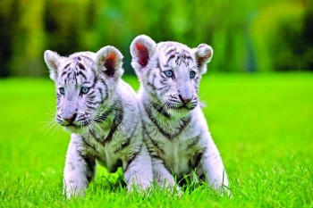 2 white tiger cubs in Pakistan likely passed away of COVID-19: Zoo officials