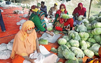 Cabbages grown in Jashore make way abroad