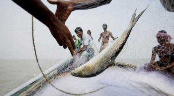 2-month fishing ban in hilsa sanctuaries begins