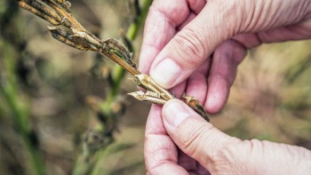 Sesame seed extract shows promise for Parkinson’s