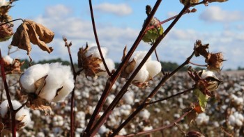 Egyptian Cotton witnesses surge on exports following sustainability drive