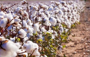 Cotton prices leap, with possible complications for Asian populations