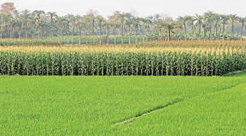 Boro cultivation rises on bigger prices
