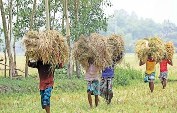 Over 90pc Boro paddy harvested