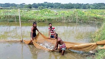 Govt mulls higher taxes to curb fake fish farming claims