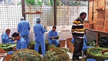 Betel leaf export to EU resumes following 6 years
