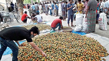 Betel nuts supporting farmers make a fortune