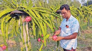 Dragon fruit farming gains traction