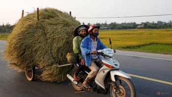 Vietnam to consider cutting rice production area due to low prices