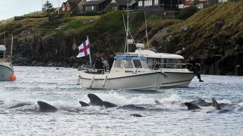 Mass dolphin killing in Faroe Islands stirs anger