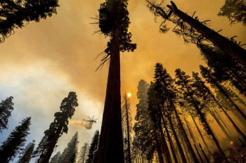California  firefighters scramble  to protect sequoia groves